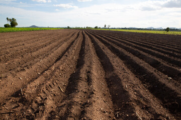 Rows of soil before planting. Furrows row pattern in a plowed field prepared for planting crops in...