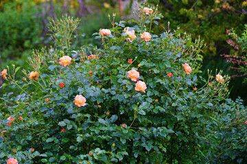 Apricot orange rose flower growing in the garden