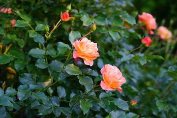 Obraz premium Apricot orange rose flower growing in the garden