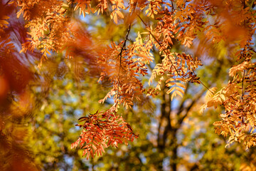 yellowed Rowan leaves