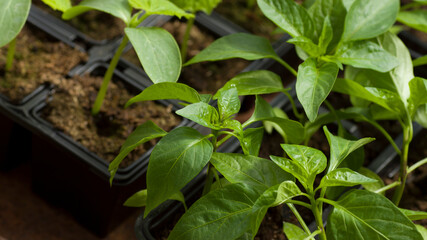 Macro fresh pepper vegetable sprouts in the garden in black plastic pots