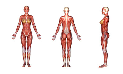 3D Render :a  standing female body illustration with muscle tissues display