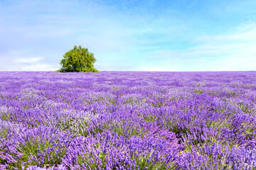 Fototapeta na wymiar Beautiful Lavender on a field in Provence, France with a tree in the background and copy space