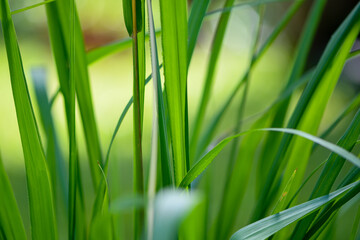 Green grass background with blurred wind effect
