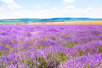 Beautiful colorful Lavender on a field in Provence, France 