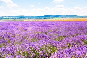 Fototapeta premium Beautiful colorful Lavender on a field in Provence, France 