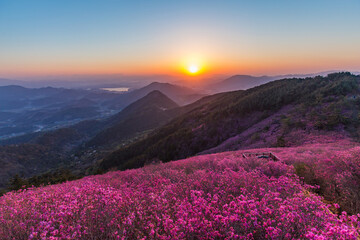 The sun is rising on a mountain full of flowers.
