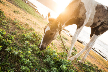 The horse is grazing.