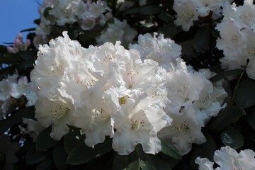 Elegant white rhododendron flower in full bloom in the spring sunshine