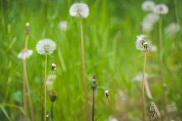 Two dandelions in focus on the meadow. The symbol of spring. Amazing meadow with wildflowers. Beautiful rural landscape in perspective.