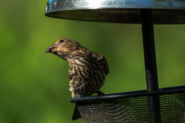 House finch on a feeder