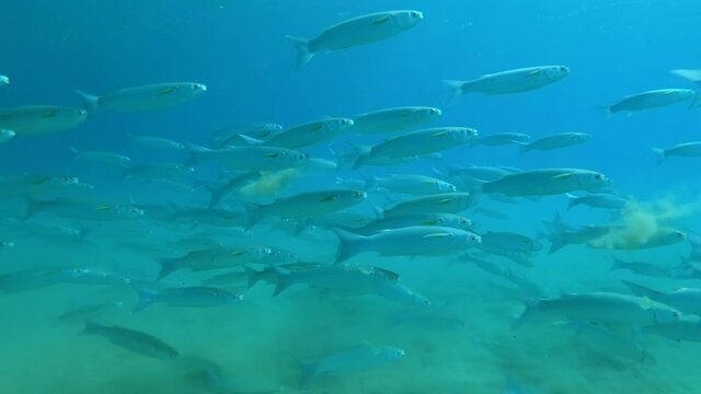 Slow motion, Large school of Mullet fish floats above the sandy bottom, floating up and down