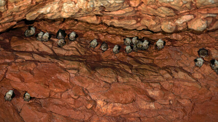 Sleeping bats group in cave, brown background