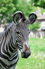 Fototapeta na wymiar Portrait of a striped zebra