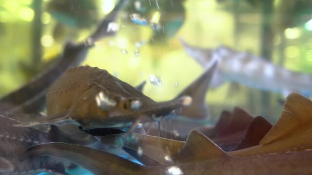 Closeup of head of beautiful redtail catfish in aquarium. Phractocephalus hemioliopterus