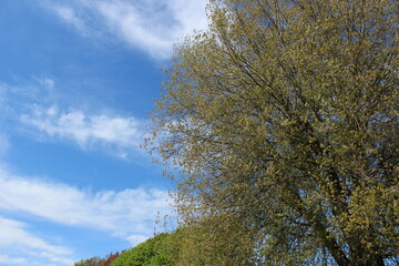 Obraz premium Fresh new leaves brighten from spring sunshine against a blue sky 