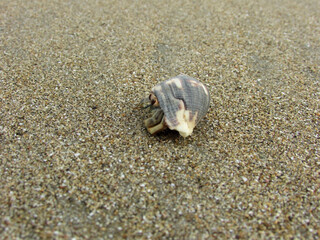 Hermit crab on sandy beach