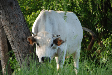 Cows grazing