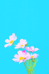 Flowers aesthetic wallpaper. Blue colours trends