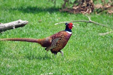 Pheasant on the green lawn