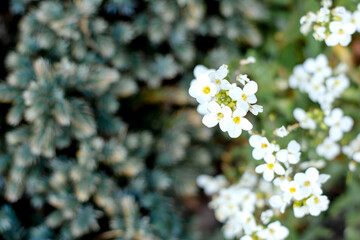 white flowers