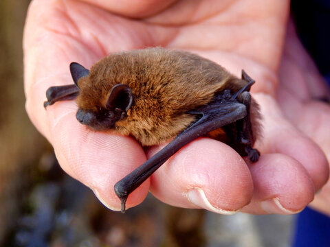 Pipistrelle Bat (Pipistrellus pipistrellus) held in a hand to give an indication of size