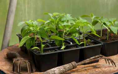 Fresh pepper vegetable sprouts in the garden in black plastic spots