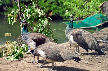 Peacocks walk near the water