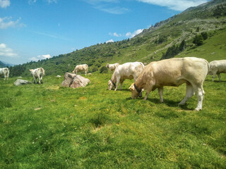 Fototapeta premium white cows grazing on grassy green field