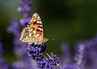 Aglais urticae butterfly on a lavender