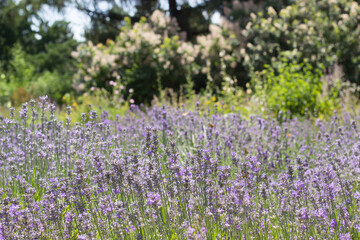 Obraz premium Lavender flowers. Beautyful blossoming garden.Nature background for advertising natural products for skin care and body care