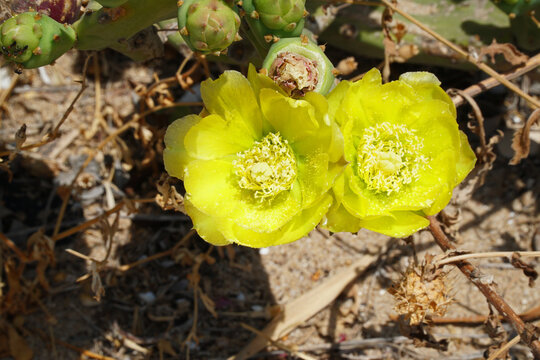 Two yellow flowers of the prickly pear or opuntias robusta