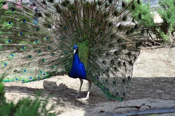 Peacock with a gorgeous tail