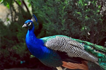 Obraz premium Peacock on a summer day in the garden