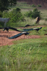 Peacock is finding food in the evening