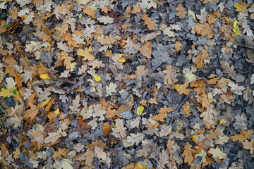 A carpet of leaves lying on the ground in the fall