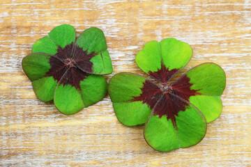 Two four-leaf clovers on wooden surface with copy space
