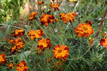 Beautiful Red Flower Plant in the Garden