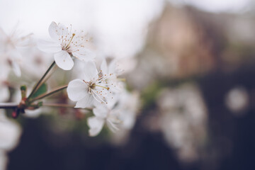 Fototapeta na wymiar Cherry blossom in soft focus with bokeh effect. Natural spring season background