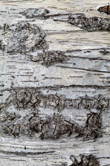 Birch Tree Bark Texture Close Up. Texture Useful For Background Image or To Use as Overlay.