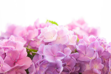 紫陽花の花 クロースアップ  白背景 上にコピースペース