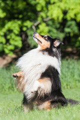 Beautiful tricolor sheltie staying in a begging position, praying with paws