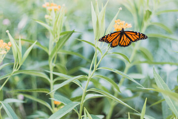 butterfly on a flower