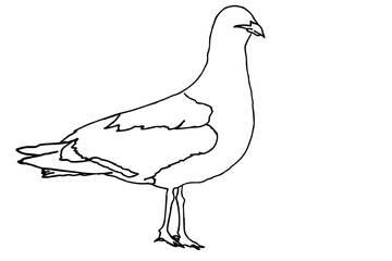 white dove isolated on white background