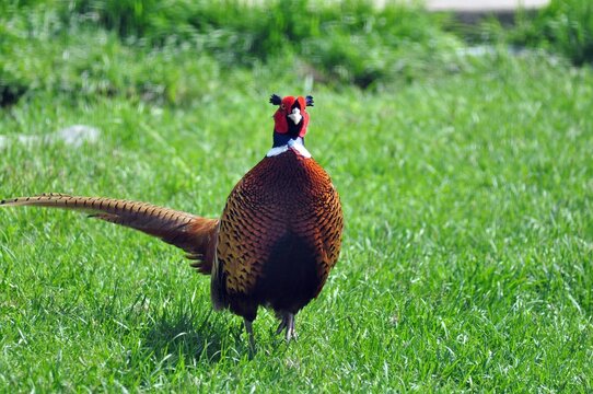 Common Pheasant On Green Grass