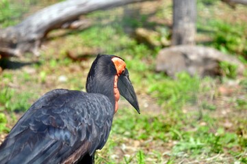 KARF HORNED CROW ON THE GRASS