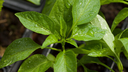 Macro fresh pepper vegetable sprouts in the garden in black plastic pots after the rain