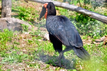 Karthian horned crow walks on the ground
