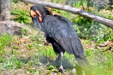 Karf raven on a bright,sunny day