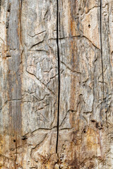 Old Weathered Cracked Cut Wood Texture Useful For Background Image or to Use as Overlaying Image